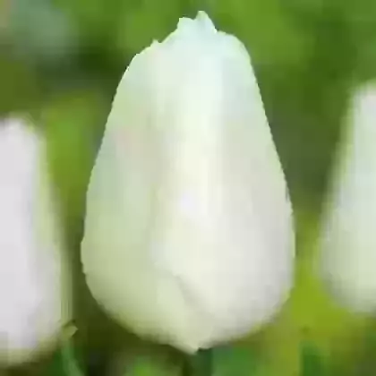 White Prince